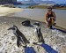 Aki s tučňákama -Aki ja pingviinien